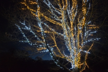 Dirleton Tree Lighting